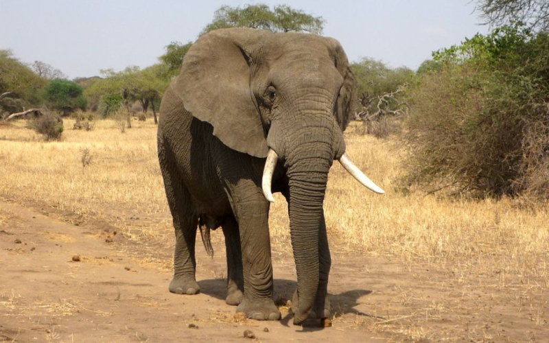 Tödlich Safari: Ein Elefant greift ein Auto mit Touristen an (Video)“ /></p>
<p><strong>Ein Tourist aus den USA starb, eine zweite Frau wurde in einer privaten medizinischen Einrichtung in Südafrika hospitalisiert</strong>< /p></p>
<p> Ein schockierendes Video von dem Moment, als ein wütender Elefant ein Auto mit sechs Touristen angriff, ist online aufgetaucht. Diese Safari im Kafue-Nationalpark in Sambia endete für eine 80-jährige Amerikanerin tödlich. Eine weitere Frau wurde verletzt in ein privates Krankenhaus in Südafrika gebracht. Andere Touristen und der Reiseführer erlitten leichte Verletzungen, sie wurden vor Ort medizinisch versorgt.</p>
<p>Die Sunday Times schreibt darüber.</p>
<p>„Am Samstag waren gegen 9:30 Uhr sechs Gäste auf Safari, als das Fahrzeug unerwartet von einem Elefanten angegriffen wurde“, sagte Kate Vincent, CEO des Safari-Anbieters Wilderness.</p>
<p>Alle Guides des Veranstalters sind umfassend geschult. „Aber in diesem Fall war das Gelände und die Vegetation so, dass der Weg des Führers blockiert war und er das Fahrzeug nicht schnell genug in Sicherheit bringen konnte“, erklärte Kate Vincent .</p>
<p>Der Führer informierte die Parkleitung über den tragischen Vorfall, sodass sofort ein Hubschrauber zum Unfallort geschickt wurde, um die Opfer zu evakuieren.</p>
<blockquote class=