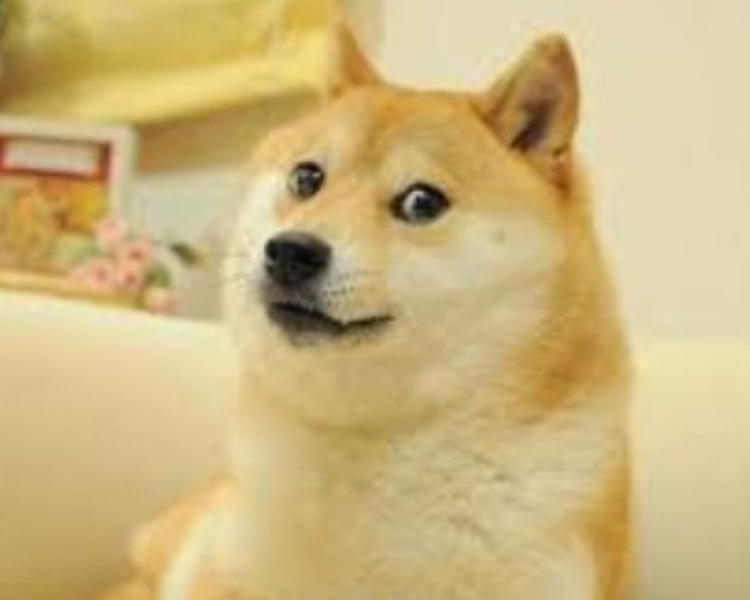 Der weltberühmte Meme-Hund Kabosu ist gestorben &ndash ; Foto