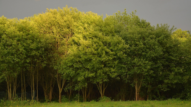 Es regnet wieder in der Ukraine, stellenweise mit Gewittern: Wettervorhersage vom 24. Juni