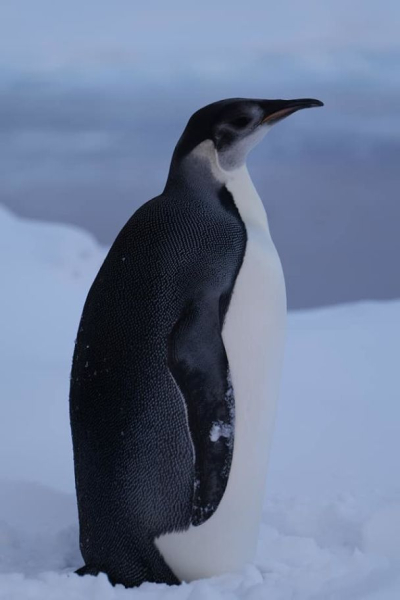  Wir haben Sie mehrere Jahre nicht gesehen: Ein unerwarteter Gast kam zur Antarktisstation (Foto)“ /></p>
<p>Das letzte Mal, dass Vertreter der Kaiserpinguine zur Station kamen, war vor mehr als drei Jahren – in Dezember 2020. Der aktuelle unerwartete Gast ist seit zwei Tagen in der Nähe des Bahnhofs unterwegs und interessiert sich besonders für Magnitka, das geomagnetische Observatorium.</p>
<p><img decoding=