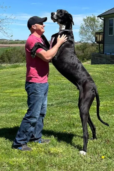 Der größte Hund der Welt starb wenige Tage nach Bekanntgabe des Rekords (Foto)