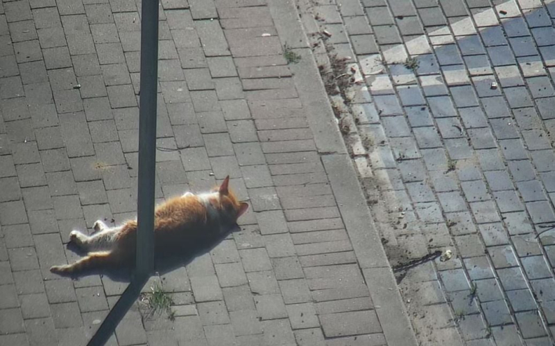 In Polen wurde die Polizei gerufen, weil eine Katze auf der Straße eingeschlafen war