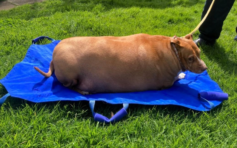 Eine Frau war wegen Überfütterung eines Hundes ins Gefängnis geworfen – Foto“ /></p>
<p><strong>Ihr Haustier starb an den Folgen einer Reihe von Krankheiten.</strong></p>
<p>In Neuseeland Eine grausame Frau wurde zu zwei Monaten Gefängnis verurteilt, weil sie ihren Hund überfütterte, der später starb.</p>
<p>Need To Know schreibt darüber.</p>
<p>Entsetzte Tierschützer beschlagnahmten das schwere Haustier, nachdem die Polizei das Haus des Besitzers durchsucht hatte. Der aufgeblähte Hund namens Nuggi wog 53,7 kg, als er ins Tierheim gebracht wurde.</p>
<p>Bestürzte Freiwillige sagten, dass Nuggi auf der 10 Meter langen Strecke zwischen dem Haus und dem Auto dreimal eine Ruhepause brauchte. Seine Pfoten konnten das kolossale Gewicht seines Körpers kaum tragen.</p>
<p><img decoding=