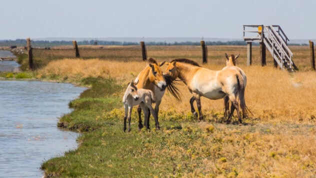 Die Russen zerstören Askania-Nova und machen Tiere aus: Wie ist die Situation im Reservat? 