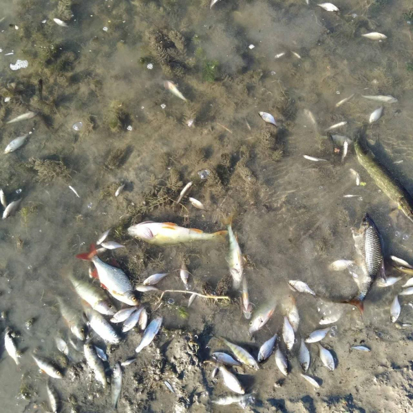 Der Fluss Seim, der in die Desna mündet, wurde vergiftet: Der Fischfang ist verboten, was stimmt mit dem Wasser in Kiew nicht? /></p>
<p id =