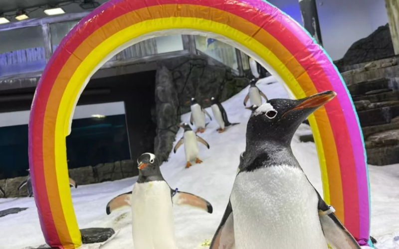 Der berühmte schwule Pinguin Sfen ist gestorben &ndash ; Foto