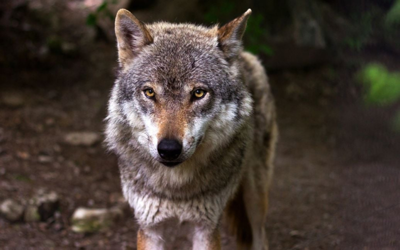 In den Niederlanden hat ein Wolf ein 10-jähriges Mädchen angegriffen: Wie alles endete