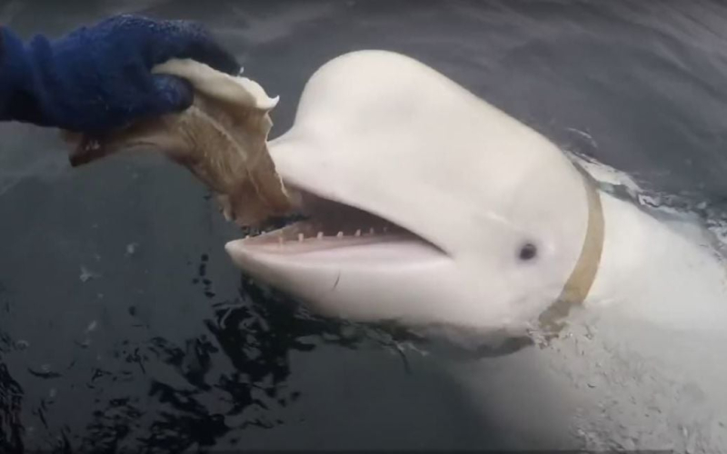 Berühmt " Walspion „starb plötzlich vor der Küste Norwegens.“ /></p>
<p><strong>Die Todesursache von Hvaldi ist noch unbekannt.</strong></p>
<p>Der Meeresbiologe Sebastian Strand von Marine Mind berichtete, dass der Belugawal, den die Norweger Hvaldimir nannten , wurde am Samstag, dem 31. August, tot vor dem norwegischen Hafen Risavik aufgefunden. Der weiße Wal lebte mehr als fünf Jahre vor der Küste Norwegens und wurde zu einer lokalen Legende „mit einer dunklen Vergangenheit“.</p>
<p>NRK schreibt darüber.</p>
<p>Der Wal wurde erstmals 2019 von Fischern gesehen. Belukha war menschenfreundlich und hatte eine GoPro-Kamera mit dem Logo einer russischen Firma an seinem Körper. Aufgrund dieser „Ausrüstung“ wurde der Belugawa zunächst als „russischer Spion“ bezeichnet, dann wurde vermutet, dass er in einer Art Aquarium leben und vielleicht an einer Haustiertherapie teilnehmen könnte, und dann aus der Gefangenschaft entkommen konnte.</p >
<p>Spitzname Hvaldimir Wal kommt vom norwegischen Wort hval (Wal) und dem Namen des Kreml-Diktators Wladimir Putin. Doch nach Beginn der groß angelegten Invasion Russlands in der Ukraine entschieden die Anwohner, dass das Tier nicht mit einem Kriegsverbrecher in Verbindung gebracht werden sollte, und begannen, den Beluga Wal Khvaldi zu nennen.</p>
<p>Die Todesursache des Wals ist derzeit unbekannt. Am Tag zuvor wurde er in gutem Zustand gesehen; am Mittag des 31. August spielte er aktiv am Ufer, tauchte und tauchte aus dem Wasser auf. Und nur zwei Stunden später sahen die Fischer den Körper eines Wals ohne Lebenszeichen im Wasser treiben.</p>
<p>Am Körper des Tieres wurden keine Spuren eines Traumas gefunden, daher werden Tierärzte eine Autopsie durchführen, um das zu finden Finden Sie heraus, was passiert ist.</p>
<p> < p>Seit dem Auftauchen dieses Wals vor der Küste Norwegens wurde er von Anwohnern, Behörden und Tierschützern genau beobachtet. One Whale, eine Organisation, die Wale überwacht, dokumentierte alle fünf Jahre lang Begegnungen mit Hwaldi und führte jährliche tierärztliche Untersuchungen durch.</p>
<p>„Er war ein gesunder junger Wal ohne Anzeichen einer Krankheit. Ich hoffe wirklich, dass er nicht stirbt.“ mit einer Person verbunden“, sagte One Whale-Mitarbeiterin Regina Crosby Haug gegenüber Reportern.</p>
<p><iframe class=