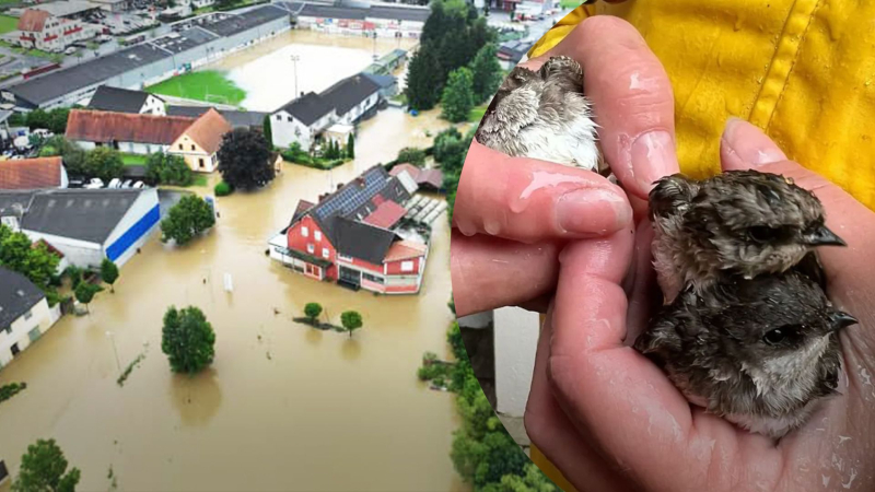 In Österreich starben Tausende Schwalben und Mauersegler durch Regen und Schneefall