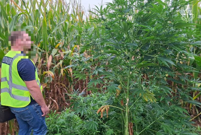 Mehr als 200 Suchanfragen: a In der Ukraine wurde eine Sonderoperation durchgeführt, um den Verkauf von Waffen und Drogen aufzudecken“/></p>
<p>Foto: Büro des Generalstaatsanwalts</p>
<p><img decoding=