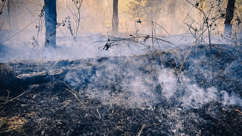 Seit drei Tagen brennt ein Wald in der Tschernobyl-Zone: Die Flammen haben Hunderte Hektar erfasst