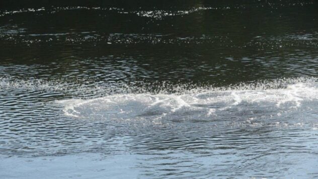 Die Bewegung der Wasserverschmutzung in Richtung Kiew verlangsamt sich, das Fischsterben wurde gestoppt &mdash ; Ministerium für natürliche Ressourcen“ /></p>
<p>Die Bewegung von verschmutztem Wasser aus den Flüssen Seim und Desna in Richtung Kiew verlangsamt sich. Auch das massive Fischsterben wurde gestoppt.</p>
<p>Dies berichtete der Pressedienst des Ministeriums für Umweltschutz und natürliche Ressourcen der Ukraine.</p>
<h2>Verschmutzung von Seim und Desna</h2>
<p>In der zuständigen Abteilung wurde festgestellt, dass sich die Verschmutzung jetzt langsamer fortbewegt als der Fluss der Desna. Auf dem Abschnitt der zerstörten Straßenbrücke verlangsamte sich die Geschwindigkeit innerhalb von Tschernigow.</p>
<p>Jetzt schauen Sie sich </p>
<blockquote>
<p> an— Auf der gesamten Länge des Flusses innerhalb von Tschernigow und flussabwärts bis zum Dorf Kolichevka wurden keine Anzeichen von Verschmutzung beobachtet, — berichtet in Mindowkill.</p>
</blockquote>
<p>Sie fügten außerdem hinzu, dass das Massensterben von Fischen gestoppt wurde. Sie stellten jedoch fest, dass es in den Dörfern Makoshino und Saltykova Devitsa in der Region Tschernihiw vereinzelt Fälle von Fischsterben gibt.</p>
<p>Insgesamt wurden in den Regionen Tschernigow und Sumy 12 Tonnen tote Fische gesammelt. Lokale Behörden und Aktivisten reinigen die Nebenflüsse der Desna, damit Fische Orte erreichen können, an denen die Verschmutzung noch nicht vorgekommen ist.</p>
<p>Auf dem Abschnitt des Flusses Desna vor Tschernigow werden weiterhin Maßnahmen zur Sättigung des Oberflächenwassers ergriffen mit Sauerstoff. Das Ministerium für natürliche Ressourcen stellte fest, dass sich der Sauerstoffgehalt an Belüftungspunkten innerhalb von zwei Tagen verdoppelte. Die Farbe des Wassers kehrt zu seiner natürlichen Farbe zurück, es gibt fast keine Fremdgerüche mehr.</p>
<h2>Fischpestilenz im Seim: Was ihr vorausging</h2>
<p>Im August wurde bekannt, dass ein riesiger Fisch Im Seim-Fluss in der Region Sumy wurde eine Pest entdeckt. Der Grund war das Eindringen einer großen Menge organischer Substanzen in das Reservoir, was den Sauerstoffgehalt im Wasser verringerte.</p>
<p>Die staatliche Agentur der Ukraine für die Entwicklung von Landgewinnungs-, Fischerei- und Ernährungsprogrammen erklärte dass im Seim-Fluss in der Region Tschernihiw eine Überschreitung der zulässigen Höchstkonzentrationen an Schadstoffen gefunden wurde, insbesondere Ammonium und Schwebstoffe.</p>
<p>Es wurde berichtet, dass Russen seit dem 14. August Abfälle entsorgt haben von unbekannten Stoffen in den Seimas auf dem Territorium der Russischen Föderation, was zu einer Verschmutzung des Stausees führt. In der Ukraine mündet der Seym in die Desna.</p>
</p></p>
<!-- relpost-thumb-wrapper --><div class=