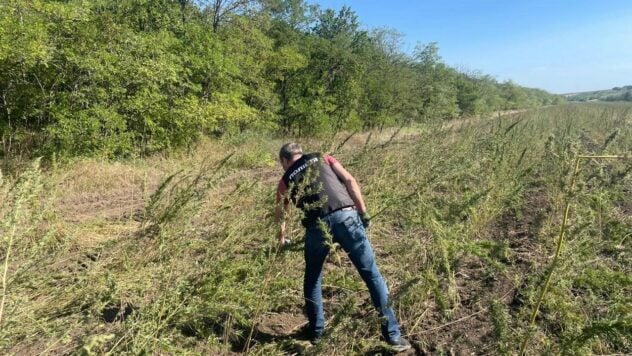 Wie 10 Fußballfelder: 332.000 Hanfsträucher wuchsen auf Waldflächen