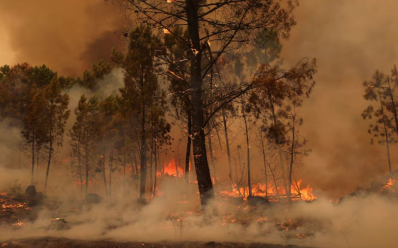 Große Waldbrände haben Portugal heimgesucht : es gibt Tote“ /></p>
<p><strong>Dutzende Häuser wurden zerstört, Zehntausende Hektar Wald und Büsche zerstört.</strong></p>
<p>Portugal wurde verschlungen tödliche Waldbrände. Mindestens 7 Menschen starben in den Gebieten Aveiro und Viseu.</p>
<p>Dies wurde von Reuters gemeldet.</p>
<h2>Details</h2>
<p>Die Behörden mobilisierten mehr als 5.000 Feuerwehrleute. Ein 270 Mann starkes spanisches Militär-Notfallteam mit Bulldozern wurde in das gleiche Gebiet von Viseu entsandt, während zwei schwere Wasserabwurfflugzeuge aus Marokko eintrafen und zwei weitere unterwegs seien, so das Zivilschutzamt. Spanien, Italien und Frankreich haben bereits zwei Flugzeuge geschickt, um die Flammen zu löschen.</p>
<p>„Wir befinden uns in einer Stresssituation und sind an der Grenze unserer Möglichkeiten“, sagte Duarte Costa, Chef des Zivilschutzes, gegenüber CNN Portugal.</p>
<p>Er fügte hinzu, dass die Verstärkung eine gewisse Rotation erschöpfter portugiesischer Feuerwehrleute und Flugzeugwartungsspezialisten ermöglichen würde .< /p> </p>
<p>Nach Angaben des Europäischen Waldbrandinformationsdienstes haben Großbrände seit Samstag mehr als 90.000 Hektar verbrannt, sodass sich die Gesamtfläche, die in diesem Jahr verbrannt wurde, auf mindestens 124.000 Hektar beläuft. Der Kommandeur des Zivilschutzes, Andre Fernandez, sagte Reportern, dass die Temperaturen seit dem Wochenende über 30 Grad Celsius geblieben seien und die Behörden in den kommenden Tagen mit kühlerer Luft zur Brandbekämpfung gerechnet hätten. Die meteorologische Situation bleibt jedoch im Allgemeinen ungünstig.</p>
<p>Die Polizei sagte, dass zumindest einige der Dutzenden Brände in ganz Portugal durch Brände verursacht wurden, die durch mögliche kommerzielle Interessen, Bosheit oder kriminelle Fahrlässigkeit motiviert waren, und Premierminister Luis Montenegro versprach dies alle Anstrengungen unternehmen, um repressive Maßnahmen gegen solche Verbrechen zu ergreifen. So wurden seit Samstag in den Bezirken Aveiro, Leiria, Castelo Branco, Porto und Braga 12 Personen wegen des Verdachts der Brandstiftung festgenommen.</p>
<p>Wir erinnern Sie daran, dass in einem Nationalpark auf Teneriffa ein Waldbrand ausbrach – Eine spanische Insel auf den Kanarischen Inseln – erstreckte sich über 300 Hektar und führte zur Evakuierung von fünf Dörfern und Einschränkungen der Bewegungsfreiheit in der Gegend. Insbesondere die Dörfer Arrate, Chivisaia, Media Montagna und Ahafona wurden evakuiert.</p>
<h4>Verwandte Themen:</h4>
<p>Weitere Nachrichten</p>
<!-- relpost-thumb-wrapper --><div class=