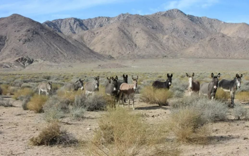 Wissenschaftler untersuchen den Tod von Tieren im Death Valley: Was ist passiert? /></p>
<p><strong>Wissenschaftler glauben, dass extreme Hitze nicht die Todesursache für Tiere ist.</strong></p>
<p> Im Death-Valley-Nationalpark wurden mindestens 11 Esel tot aufgefunden, und der National Park Service (NPS) vermutet, dass ihr Tod eher auf giftige Algen als auf extreme Hitze zurückzuführen ist.</p>
<p>IFLScience-Berichte.</p>
<p>Owls Hole Spring, wo die toten Esel gefunden wurden, ist ein stehendes Gewässer, das das Wachstum von Algen und Cyanobakterien fördert, insbesondere nach einem heißen Sommer. Diese Mikroorganismen können Giftstoffe produzieren, die für die Tiergesundheit gefährlich sind.</p>
<p>Um vor der Gefahr zu warnen, wurden an der Quelle Schilder angebracht, die darauf hinweisen, dass das Wasser für Menschen und Haustiere gefährlich ist, und den Menschen raten, den Kontakt mit toten Eseln zu vermeiden. Superintendent Mike Reynolds bemerkte, dass der National Park Service daran arbeitet, Esel aus dem Park zu entfernen, um sowohl sie als auch die lokale Tierwelt zu schützen.</p>
<p>Esel im Death Valley sind eine invasive Art, die aus Afrika stammt und während der Zeit eingeführt wurde Goldrausch im 19. Jahrhundert. Heute beherbergt der Park etwa 4.000 Esel. Sie fressen viel Vegetation, eine wichtige Ressource für einheimische Tiere, und können den Zugang zu Wasser einschränken. Darüber hinaus können Esel aggressiv sein und anderen Tieren das Leben schwer machen.</p>
<p>Die Bemühungen zur Kontrolle der Eselzahlen sind seit 2005 aufgrund fehlender Mittel deutlich zurückgegangen. Derzeit haben BLM und NPS 43 Esel entfernt, und Peaceful Valley Donkey Rescue hat seit 2018 256 Esel gefangen. Trotzdem bleibt die Bevölkerung groß. Glücklicherweise ergab eine aktuelle Studie, dass Pumas im Südwesten der USA Esel jagen, was dabei helfen könnte, ihre Zahl zu kontrollieren.</p>
<p>Zur Erinnerung: Das Death Valley wurde diesen Sommer von Rekordhitze heimgesucht, mit Temperaturen von bis zu 54 °C </p>
<h4>Ähnliche Themen:</h4>
<p>Weitere Neuigkeiten</p>
<!-- relpost-thumb-wrapper --><div class=