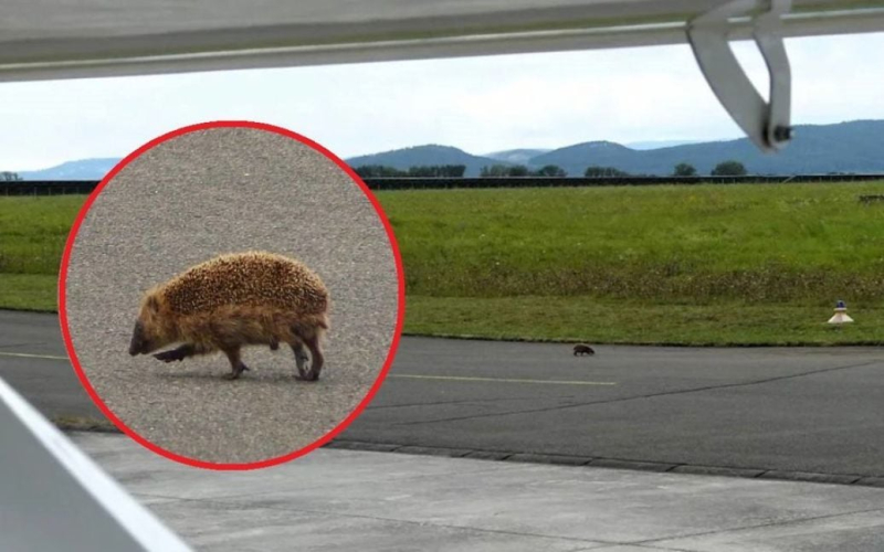 In Deutschland, Ein Igel legte den Betrieb des Flugplatzes lahm: Was geschah? /></p>
<p><strong>Die Piloten und der Dispatcher versuchten eine halbe Stunde lang, den Igel vom Flugplatz zu vertreiben.</strong></p >
<p>In Deutschland, auf dem Flugplatz Arnstadt Alkersleben in Thüringen, legte der Igel die Arbeit des Flugplatzes lahm. Auf diesem Flugplatz können Flugzeuge mit einem Gewicht von bis zu 5.700 kg abgefertigt werden.</p>
<p>Das berichtete BILD.</p>
<p>Ende August war der Abflug des leichten einmotorigen B&F-Flugzeugs Fk9 geplant Flugplatz zur Flugschau in Hessen. Im Cockpit saßen zwei Piloten und die Wetterbedingungen waren günstig. Der Flug musste jedoch verschoben werden, da ein Igel auf die Landebahn lief.</p>
<p>Der 75-jährige Pilot Ekkehard Dierbach sagte, dass der Igel mitten auf der Landebahn nach Futter suchte und nicht wollte um Platz für ihr Flugzeug zu schaffen. Die Piloten und der Dispatcher versuchten, ihn ins Gras zu treiben, aber der Igel hatte es nicht eilig zu gehen. Am Ende brauchte das Tier etwa eine halbe Stunde, um den Streifen zu verlassen. Dierbach stellte fest, dass der Igel dies sehr langsam und widerstrebend tat.</p>
<p>Erinnern Sie sich daran, dass Wissenschaftler fünf neue Arten weichherziger Igel aus Südostasien entdeckt haben. Bisher waren nur zwei Arten von Weichpelzigeln bekannt.</p>
<h4>Verwandte Themen:</h4>
<p>Weitere Neuigkeiten</p>
<!-- relpost-thumb-wrapper --><div class=