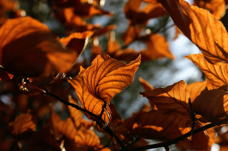 In der Ukraine kommt eine erhebliche Erwärmung &ndash ; bis +19: Wettervorhersage für den 1. November