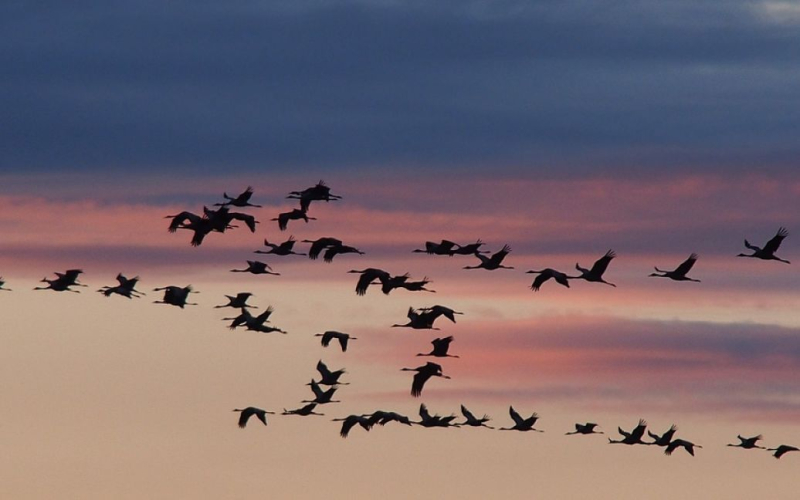 Zugvögel stellen eine ernste Gefahr dar Bedrohung für die Menschen. /></p>
<p><strong>In den Körpern von Menschen, die in der Nähe von Rastplätzen für Zugvögel lebten, wurden Antikörper gegen die „Vogelgrippe“ gefunden, was auf eine Infektion hindeutet.</strong></p>
<p >A Ein Team von Wissenschaftlern aus Großbritannien und Malaysia hat herausgefunden, dass das Vogelgrippevirus (H5) von wilden Zugvögeln direkt auf den Menschen übertragen werden kann. Bei Menschen, die in der Nähe von Rastplätzen für Zugvögel lebten, wurden Antikörper gegen das Virus gefunden, was auf eine frühere Infektion hindeutet.</p>
<p>Dies berichtete die britische Publikation The Telegraph unter Berufung auf eine in Nature Communications veröffentlichte Studie.</p>
<p>Es war bereits zuvor bekannt, dass Vögel das H5-Virus Tausende Kilometer weit transportieren und andere Tiere, darunter auch Geflügel, infizieren.</p < p>Bei einer Untersuchung im malaysischen Bundesstaat Sabah wurde jedoch festgestellt, dass Menschen, die in einem Umkreis von 10 Kilometern um Rastplätze für wandernde Watvögel auf dem Ostasiatischen Australasiatischen Weg lebten, vom Vogelgrippevirus betroffen waren.</p>
<p> < p>Diese Route kreuzt jedes Jahr mehr als 50 Millionen Wasservögel, wobei Malaysia ein wichtiger Rastpunkt ist.</p>
<p>Die Zugrouten dieser Vögel führen durch einige der am dichtesten besiedelten Regionen der Welt und machen die Übertragung der Vögel möglich Virus wahrscheinlicher.</p>
<p>Untersuchungen, die auf der Analyse von Blutproben aus dem Jahr 2015 basieren, haben gezeigt, dass die Körper von Menschen, die in der Nähe von Rastplätzen für Zugvögel leben, bereits Antikörper gegen H5-Viren entwickelt haben, was auf eine Vorinfektion hinweist .</p>
<p>Gleichzeitig sagte die Virologin Marion Koopmans, dass Schlussfolgerungen möglicherweise verfrüht seien, da Studien keine Daten zu H5 bei Geflügel haben, das in „Risikozonen“-Farmen lebt.</p>
<p>Denken Sie daran, dass es sich um eine neue Bedrohung handelt droht über dem Planeten – das hochpathogene Vogelgrippevirus H5N1. Das Virus hat bereits jeden Kontinent der Erde erreicht und kann mehr als 350 Vogelarten und etwa 60 Säugetierarten infizieren.</p>
<h4>Verwandte Themen:</h4>
<p>Weitere Nachrichten</p>
<!-- relpost-thumb-wrapper --><div class=