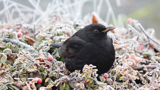 Wetter im November: Der Wettervorhersager sagte uns, wann und wo mit dem ersten Schnee zu rechnen ist