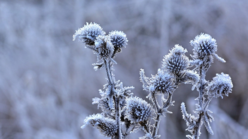 Wetter im November: Der Wettervorhersager sagte uns, wann und wo wir mit dem ersten rechnen können Schnee