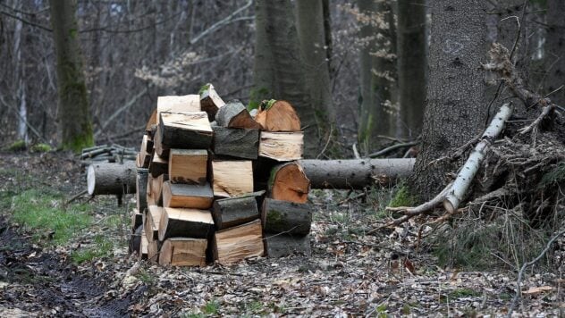 Von Geldstrafen bis zu 10 Jahren Gefängnis: Wie hoch ist die Strafe für die illegale Lagerung von Brennholz