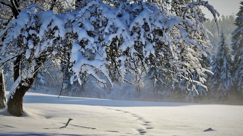 Wo Schnee für das neue Jahr zu erwarten ist: Der Wetterbericht gab eine Wettervorhersage für Januar ab