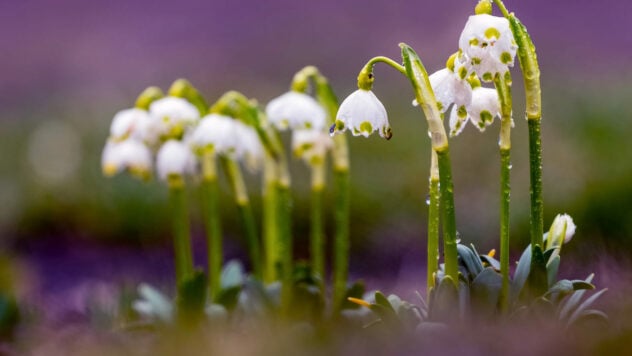 Wird es in der Ukraine einen frühen Frühling geben: Prognose des Meteorologen