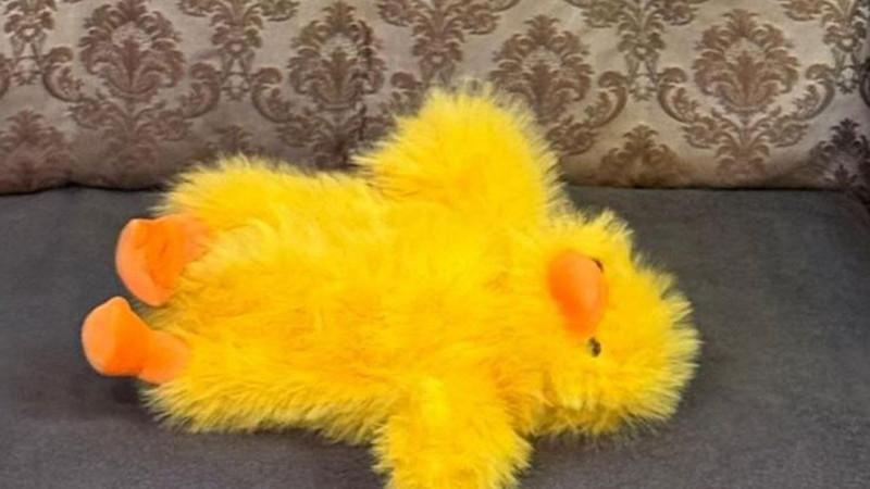 Sie versteckten Sprengstoff in einem Spielzeug: in Shitomir, russische Agenten geplant, eine Polizeieinheit in die Luft zu sprengen