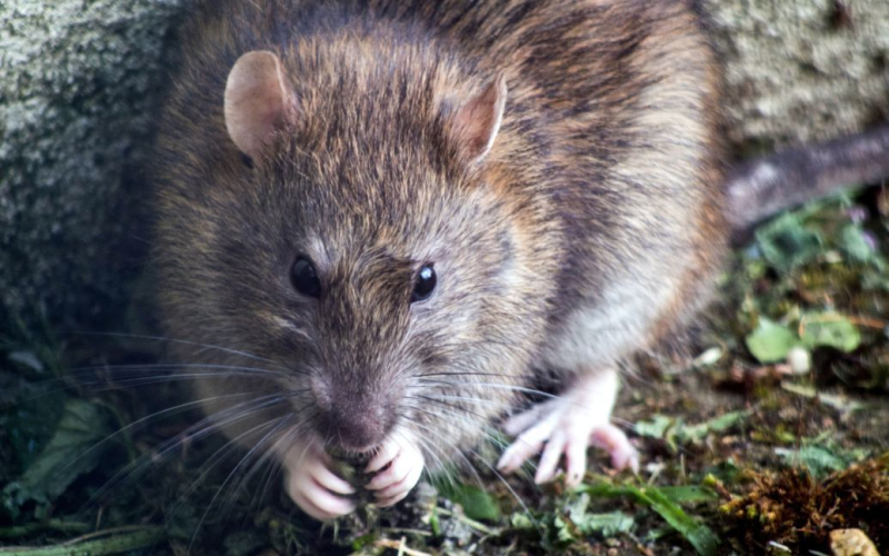 Sechs -Monate alter Junge wurde von Ratten gefressen, während sein Vater schlief (Foto)