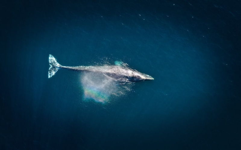 Geheim Geräusche im Ozean: Was das Militär in der Nähe von Schottland erschreckte“ /></p>
<p><strong>Zuerst wurde der Lärm aufgezeichnet, als er sich nach Norden in Richtung offenes Meer bewegte Ocean, kehrte jedoch einige Tage später zurück, bewegte sich nach Süden in Richtung Skye Bridge und verschwand dann.</strong></p>
<p>Vor der Küste Schottlands zeichnete die Marine zwei verdächtige Geräusche auf, die den Verdacht auf Spionageaktivitäten aufkommen ließen. Matrosen führten eine Operation durch, um nach russischen Unterwasserdrohnen zu suchen, doch dann stellte sich heraus, dass die Quelle des Lärms die Gasemissionen eines Wals waren.</p>
<p>Dies berichtet The Sun.</p>
<p >Anfangs registrierten die Flottensensoren zweimal ungewöhnliche Geräusche im Gebiet zwischen der Isle of Rasay und Applecross im Nordwesten Schottlands. Das Gebiet wurde sofort untersucht, da befürchtet wurde, dass eine russische Drohne ein Abhörgerät auf den Meeresboden abgeworfen haben könnte.</p>
<p>„Nach der Analyse der Geräusche kamen wir zu dem Schluss, dass ihre Quelle ein Meeressäugetier war – ein Wal. ” erklärte ein Marinesprecher in einem Kommentar zur britischen Veröffentlichung.</p>
<p>Der Lärm wurde zunächst aufgezeichnet, als er sich nach Norden in Richtung des offenen Ozeans bewegte, kehrte aber einige Tage später zurück und bewegte sich nach Süden in Richtung der Brücke Skye und verschwand dann.</p>
<p>Analysten haben spekuliert, dass es sich um menschliche Aktivitäten handeln könnte, insbesondere um den möglichen Einsatz russischer Unterwasserdrohnen zur Aufzeichnung der akustischen Signaturen von U-Booten. Solche Aufnahmen könnten zur Verfolgung von U-Booten genutzt werden und eine Gefahr für die Besatzungen darstellen. Der Verdacht wurde durch die kürzliche Anwesenheit von zwei zivilen Schiffen in der Gegend verstärkt, die an Unterwasserarbeiten beteiligt waren.</p>
<p>Untersuchungen ergaben jedoch, dass die Geräusche von einem Wal stammten.</p>
<p><u>< strong>Lesen Sie auch</strong </u> :</p>
<h4>Ähnliche Themen:</h4>
<p>Weitere Neuigkeiten</p>
<!-- relpost-thumb-wrapper --><div class=