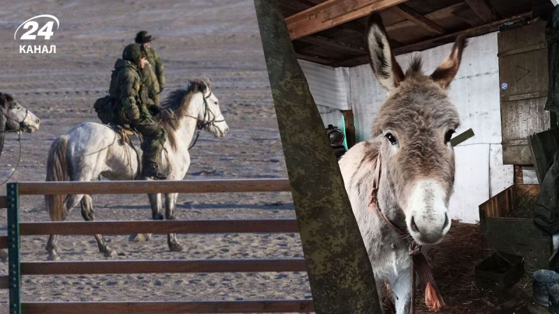 Esel und Pferde in der russischen Armee: Hängt ihr Einsatz mit einem Mangel an Transportmitteln zusammen?